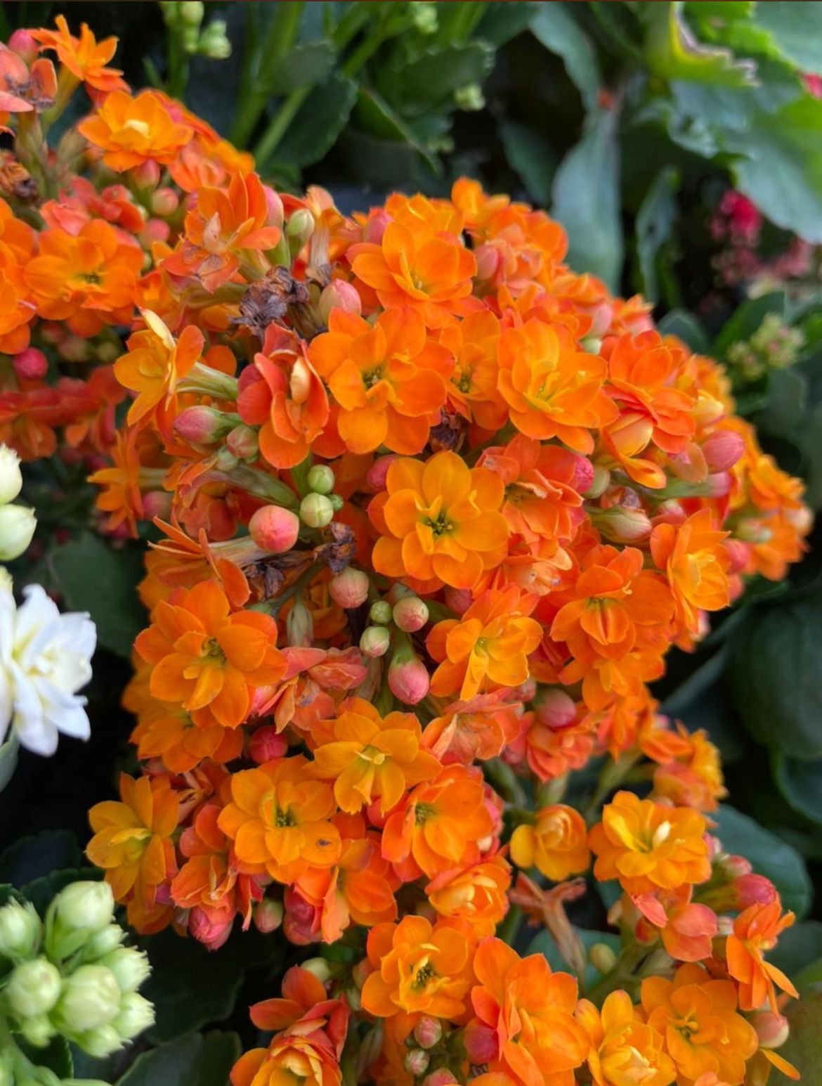 Kalanchoe Naranja